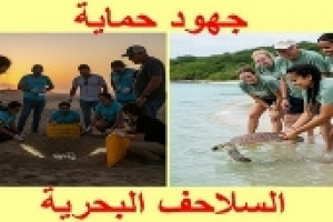 الجهود العربية لحماية السلاحف 