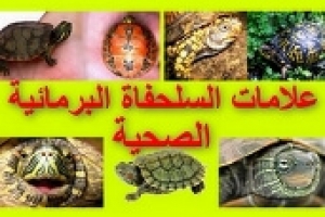 علامات أن السلحفاة البرمائية بصحة جيدة