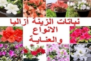 نبات الزينة أزاليا