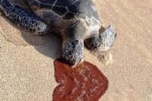 السائل الأحمر الذي يخرج من فم السلحفاة 