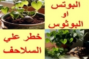 خطورة نباتات الزينة بوتس أو بوثوس على السلاحف