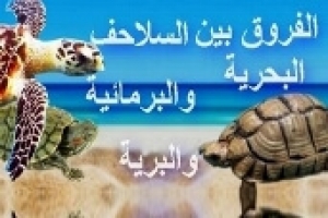 الفروق بين السلحفاة البحرية والبرمائية والسلحفاة البرية، الجزء الأول