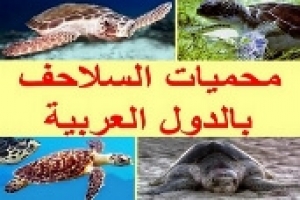 محميات السلاحف في الدول العربية 