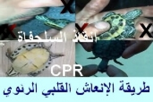 انقاذ السلحفاة من الغرق والاختناق وطريقة عمل الإنعاش القلبي الرئوي (CPR)