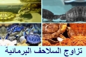 تزاوج السلاحف البرمائية: دليلك للتكاثر والتعشيش الناجح 