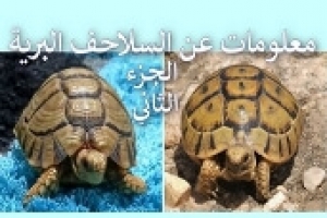 معلومات وحقائق عن السلاحف البرية – الجزء الثاني