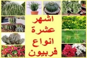 تعرف على أشهر 10 أنواع من نباتات فربيون