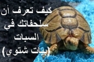 كيف تعرف أن سلحفاتك البرية في فترة السبات (البيات الشتوي)