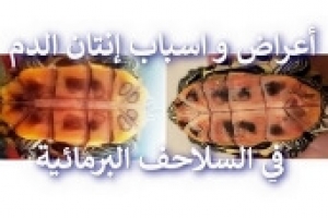 الخطر الصامت: أعراض وأسباب إنتان الدم في السلاحف المائية