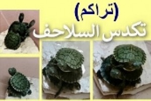 تكدس (تراكم) السلاحف البرمائية فوق بعضها البعض