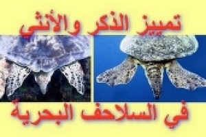 الذكر والأنثى في السلاحف البحرية