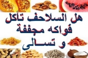 هل السلاحف تأكل الفواكه المجففة والتسالي