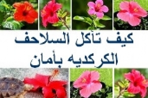 هل السلاحف تأكل الكركديه 
