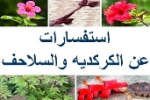 استفسارات عن الكركديه والسلاحف