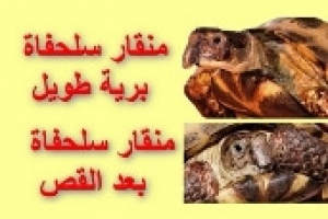 الطريقة الصحيحة لقص منقار السلحفاة البرية