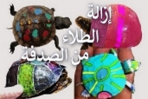 خطوات عملية لإزالة الطلاء والملصقات من صدفة السلاحف