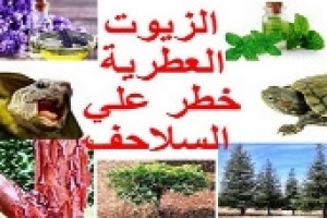 هل الزيوت العطرية آمنة حول السلاحف؟ تعرف على تأثيرها ومخاطرها على صحة السلحفاة