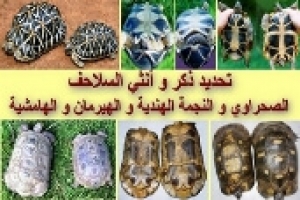 تحديد ذكر وأنثى السلاحف الصحراوية وسلاحف النجمة الهندية والهيرمان والهامشية