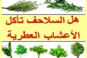  هل السلاحف تأكل الأعشاب العطرية