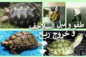 تراكم الغازات داخل السلاحف وطفو السلحفاة على سطح الماء