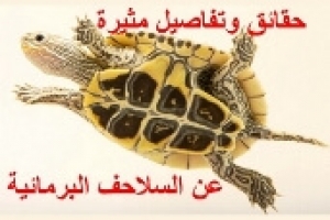  عالم السلاحف البرمائية: حقائق مدهشة وتفاصيل مثيرة (الجزء الثاني)