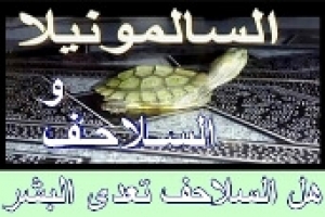هل السلاحف تصيب الإنسان بمرض السالمونيلا (salmonella)