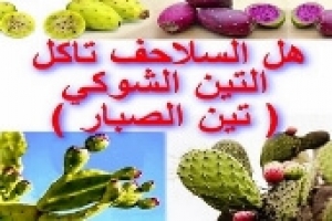 هل السلاحف تأكل التين الشوكي (تين الصبار)