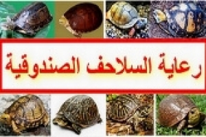رعاية السلاحف الصندوقية