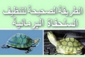 الطريقة الصحيحة لتنظيف واستحمام السلحفاة البرمائية
