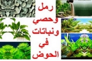 إضافة الرمل والحصي والنباتات في أحواض السلاحف