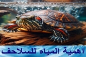 أهمية الماء للسلاحف شبه المائية (البرمائية)