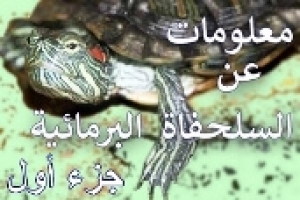 معلومات وحقائق عن السلاحف البرمائية – الجزء الأول