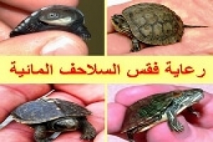 رعاية السلاحف شبه المائية (البرمائية) بعد الفقس