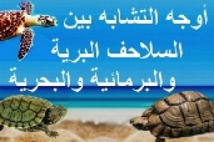 اوجه التشابه بين السلاحف البرية والبحرية والبرمائية