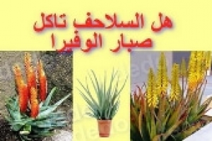 هل السلاحف تأكل صبار الوفيرا