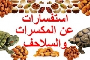 استفسارات عن السلاحف والمكسرات  