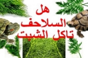 هل السلاحف تأكل الشبت