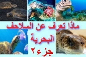 ماذا تعرف عن السلاحف البحرية، الجزء الثاني