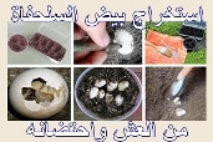 طريقة استخراج بيض السلحفاة من العش واحتضانه