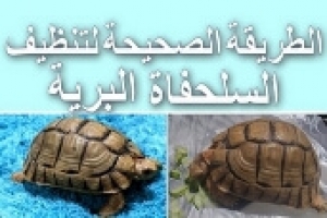 كيفية تنظيف واستحمام السلحفاة البرية بطريقة صحيحة