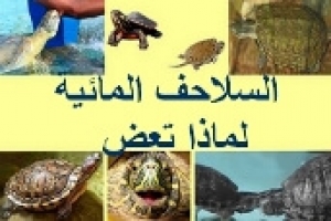السلحفاة المائية لماذا تعض