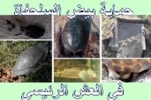 كيف نحمي بيض السلحفاة وهو في العش