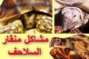 كل شيء عن منقار السلحفاة البرية