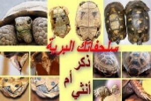 متي نميز الذكر والأنثى في السلاحف البرية  