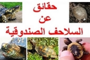 حقائق عن السلاحف الصندوقية