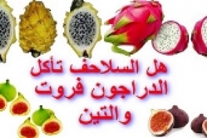 هل السلاحف تأكل التين ودراجون فروت 