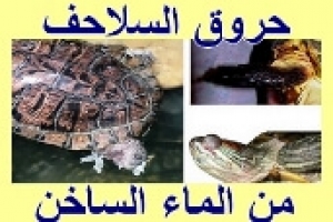 اعراض وعلاج حروق السلحفاة بسبب المياه الساخنة