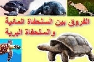 الفروق بين السلحفاة المائية والسلحفاة البرية، الجزء الثاني