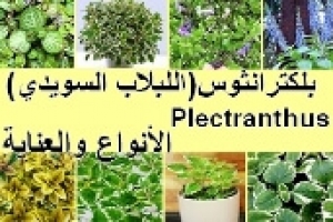 نباتات بلكترانثوس (اللبلاب السويدي) | أنواعها وطرق العناية بها بالتفصيل