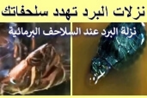 نزلات البرد تهدد سلحفاتك المائية: أسباب وأعراض المشاكل التنفسية 